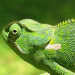 Opensuse leap или tumbleweed