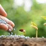 Качественные удобрения — хороший урожай